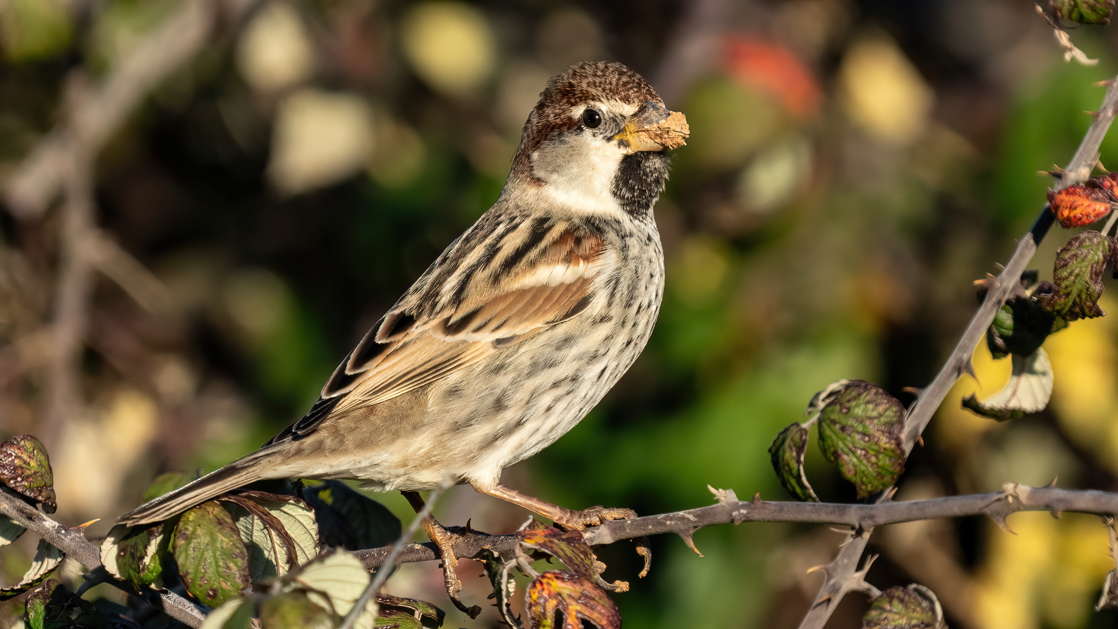 Spanish Sparrow