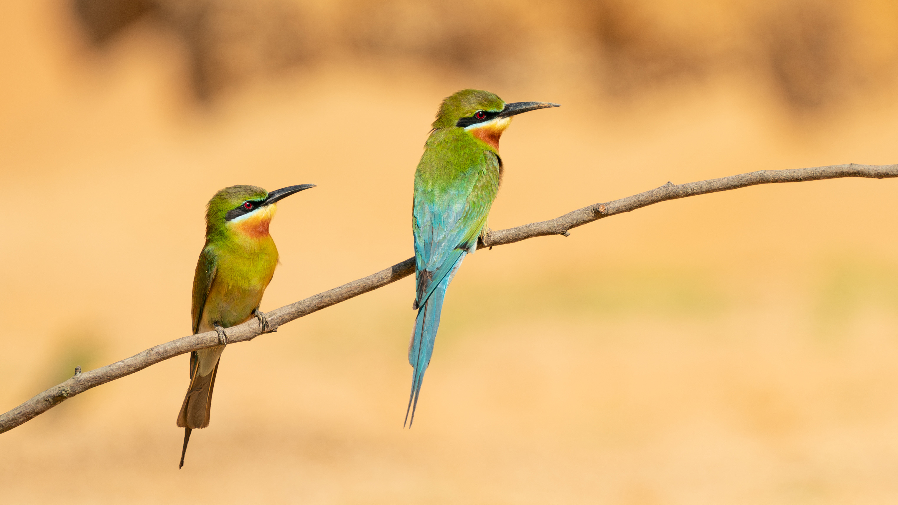 Epic 101-Hour Journey: A Birding Adventure from Shenzhen to Danzhou