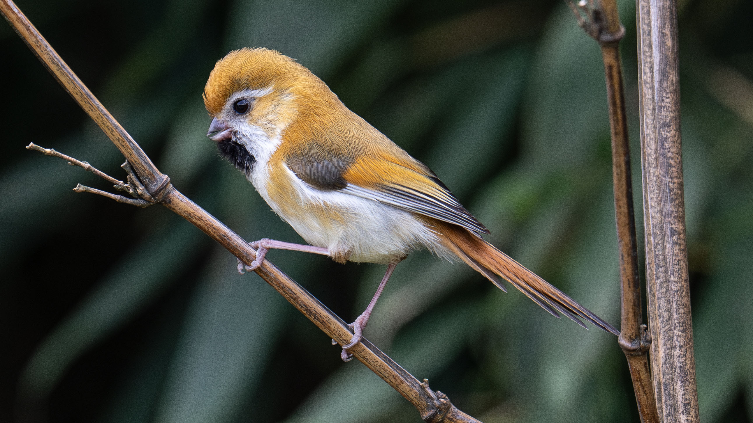 A Failed Attempt for the Elusive Sichuan Partridge