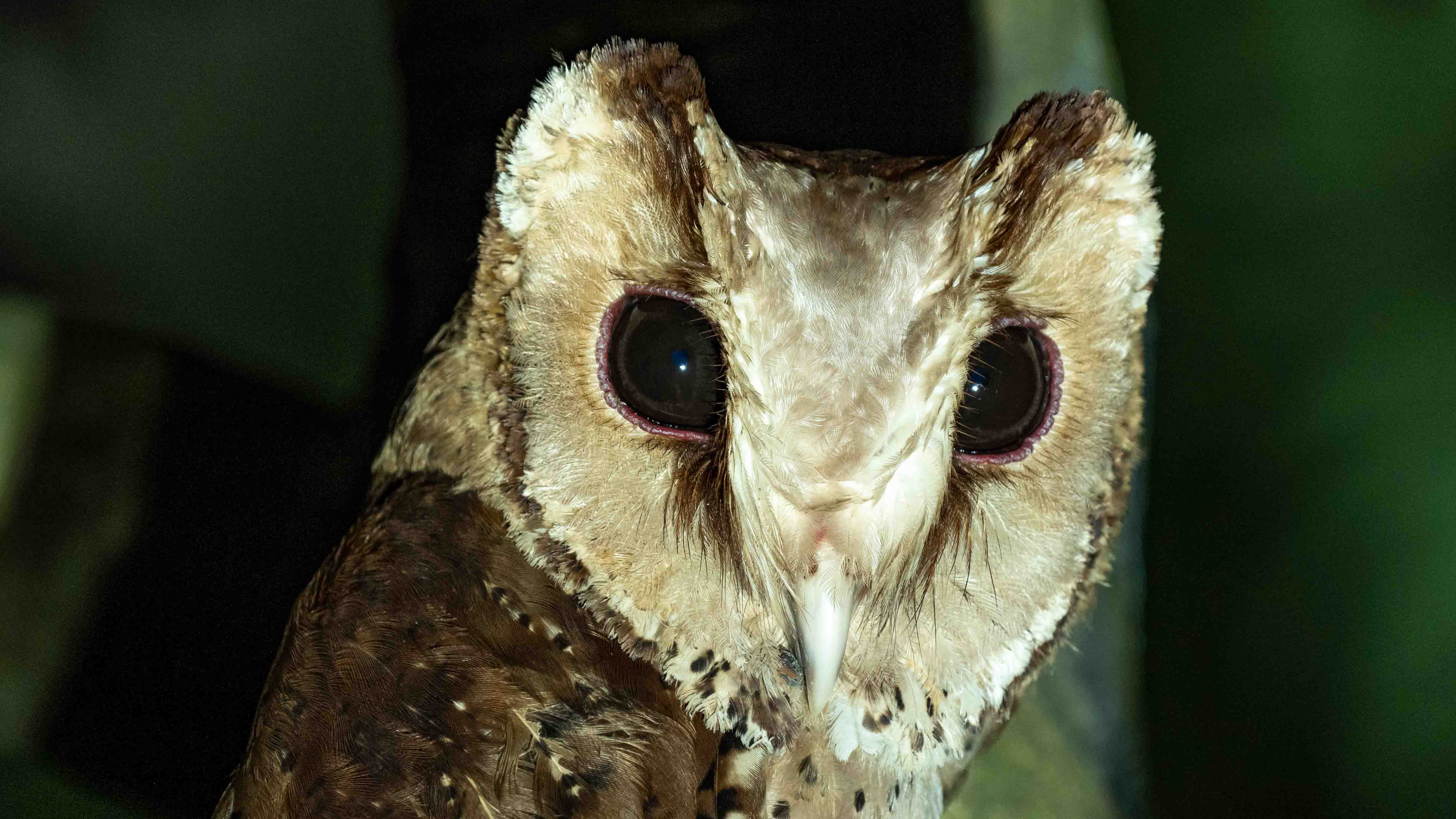 A Blitz Twitch to Hainan