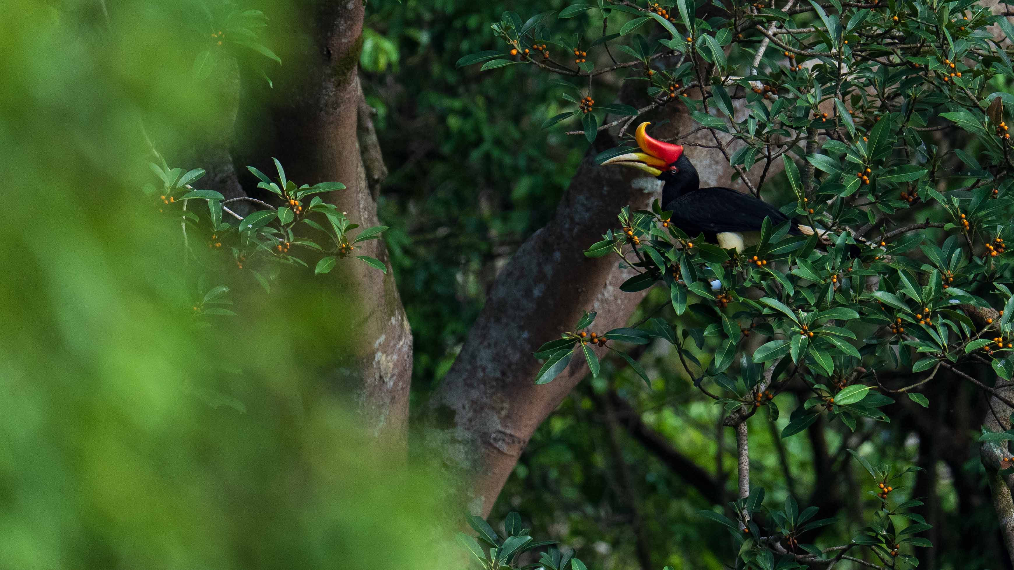 A Rhinoceros Hornbill
