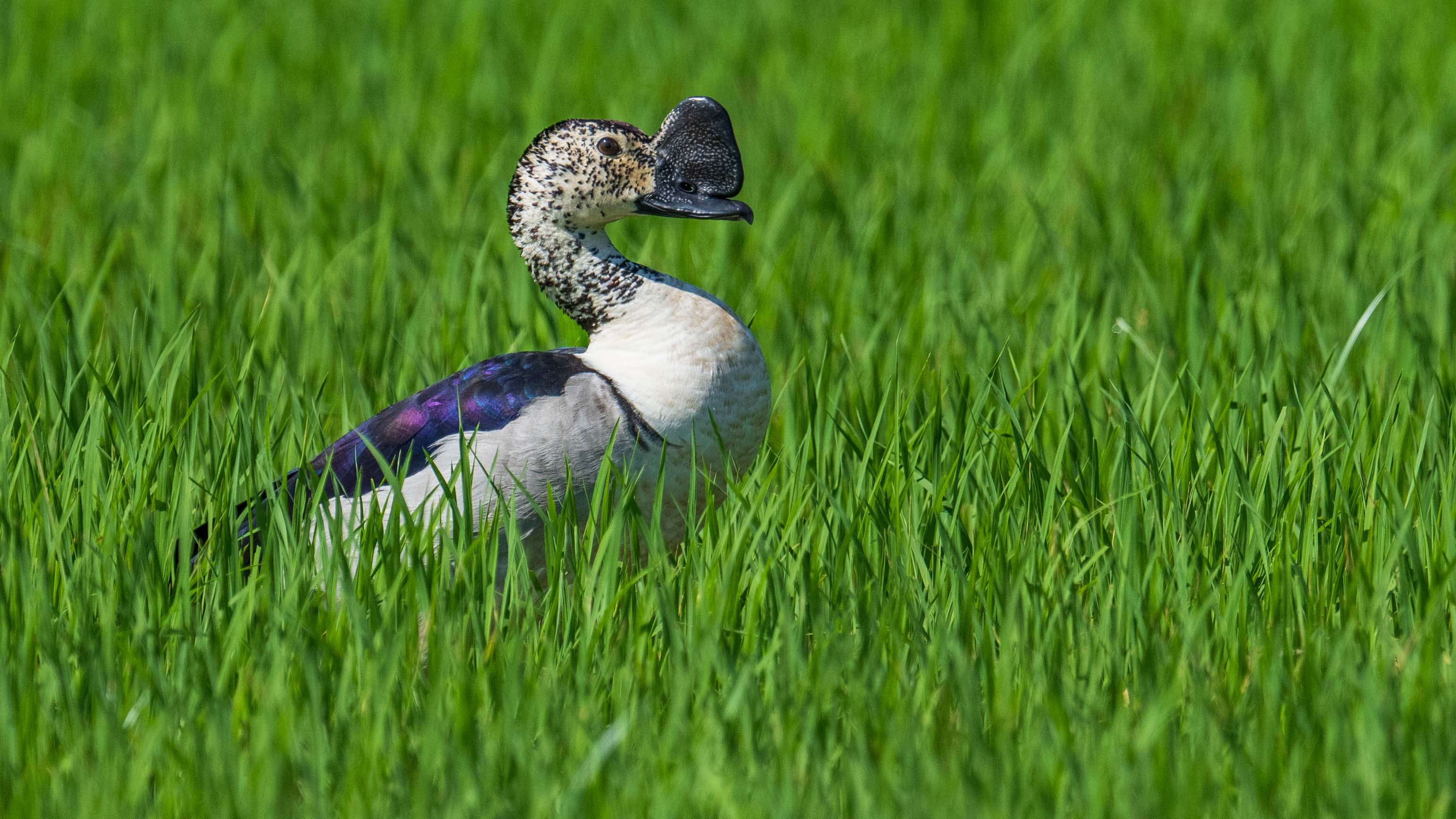 The Knob-billed Ducks in Songkhla