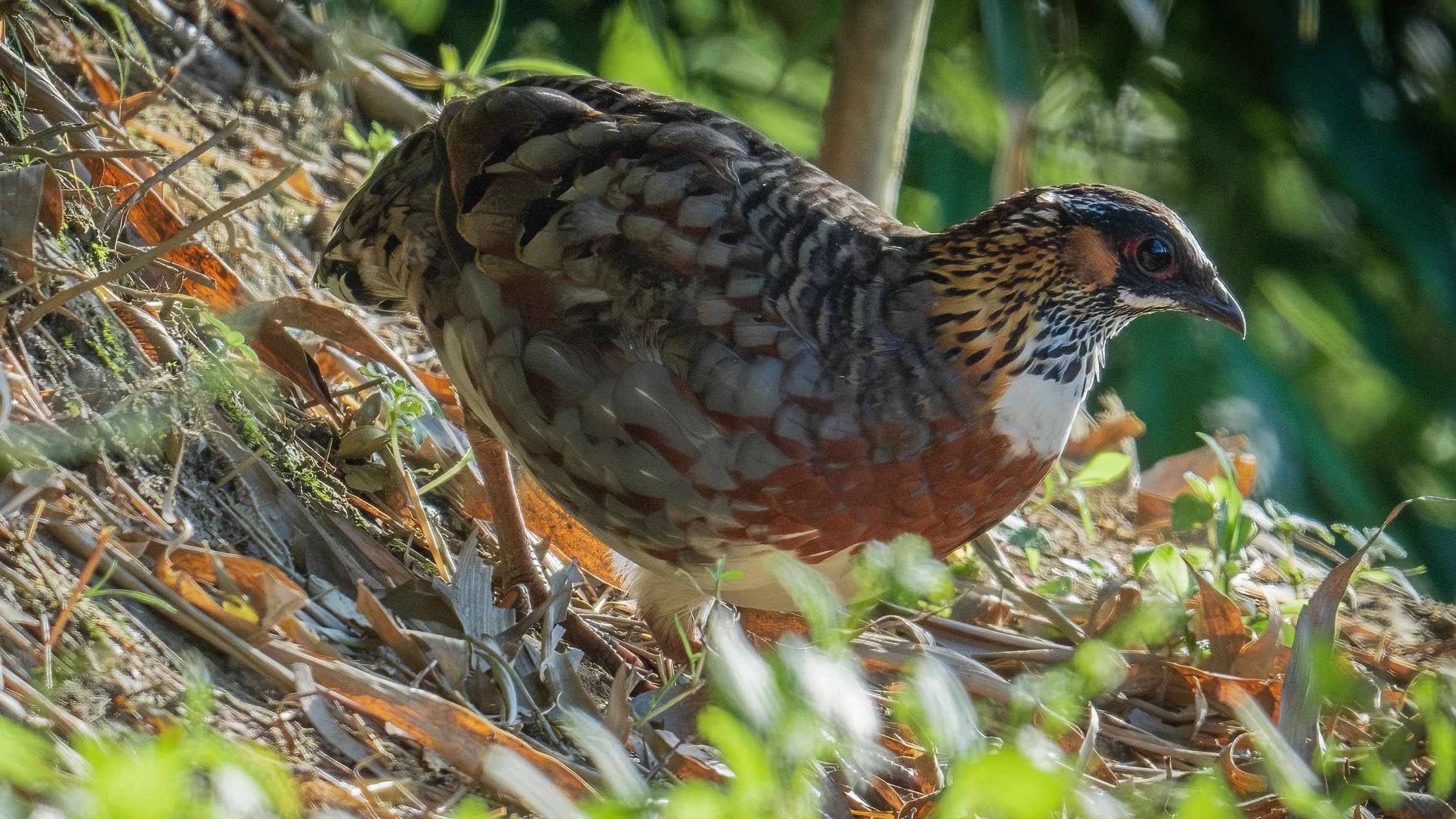 Sichuan Partridge Quest on the Fifth Day