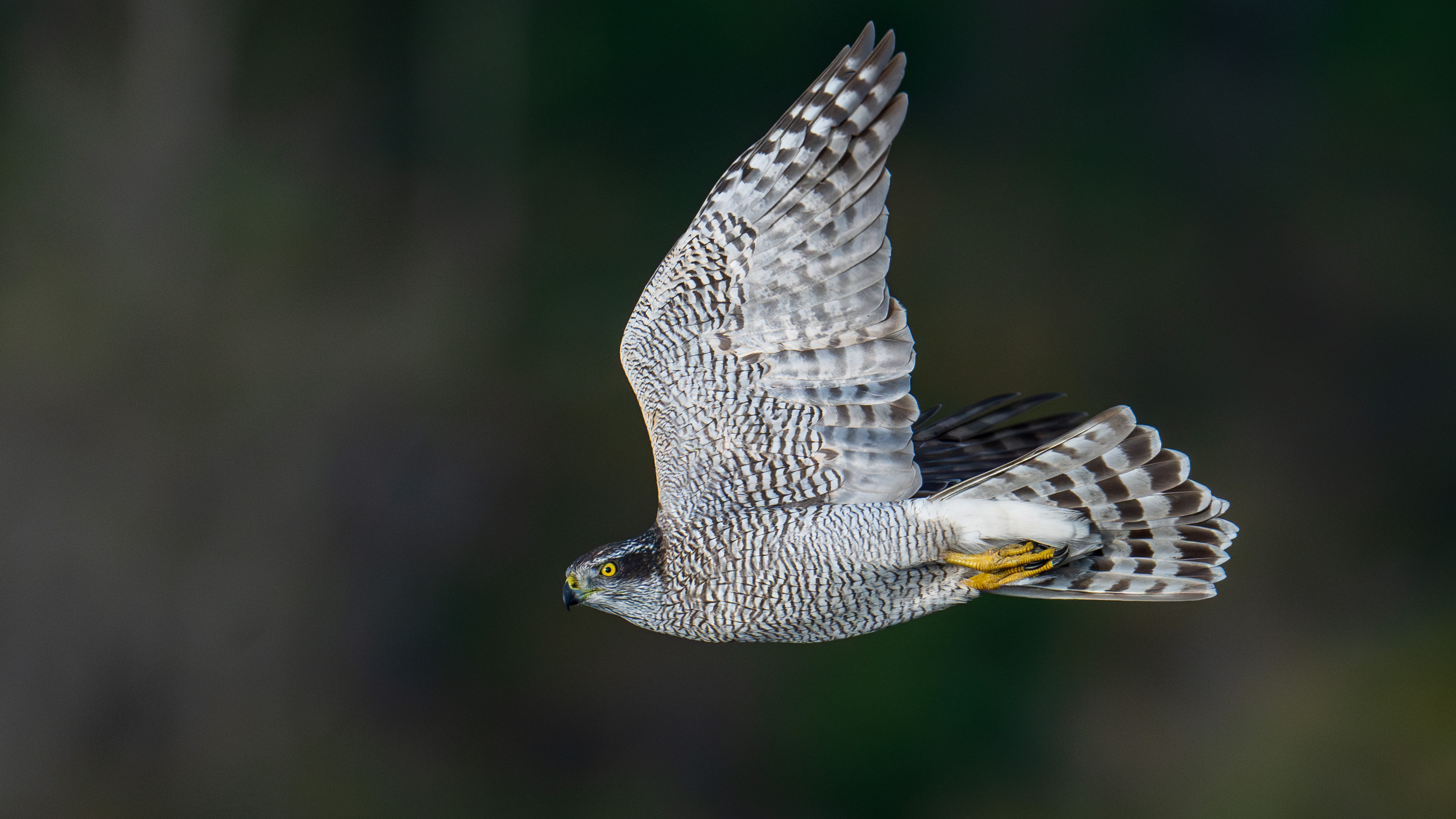 Changdao: A Hidden Paradise for Raptors