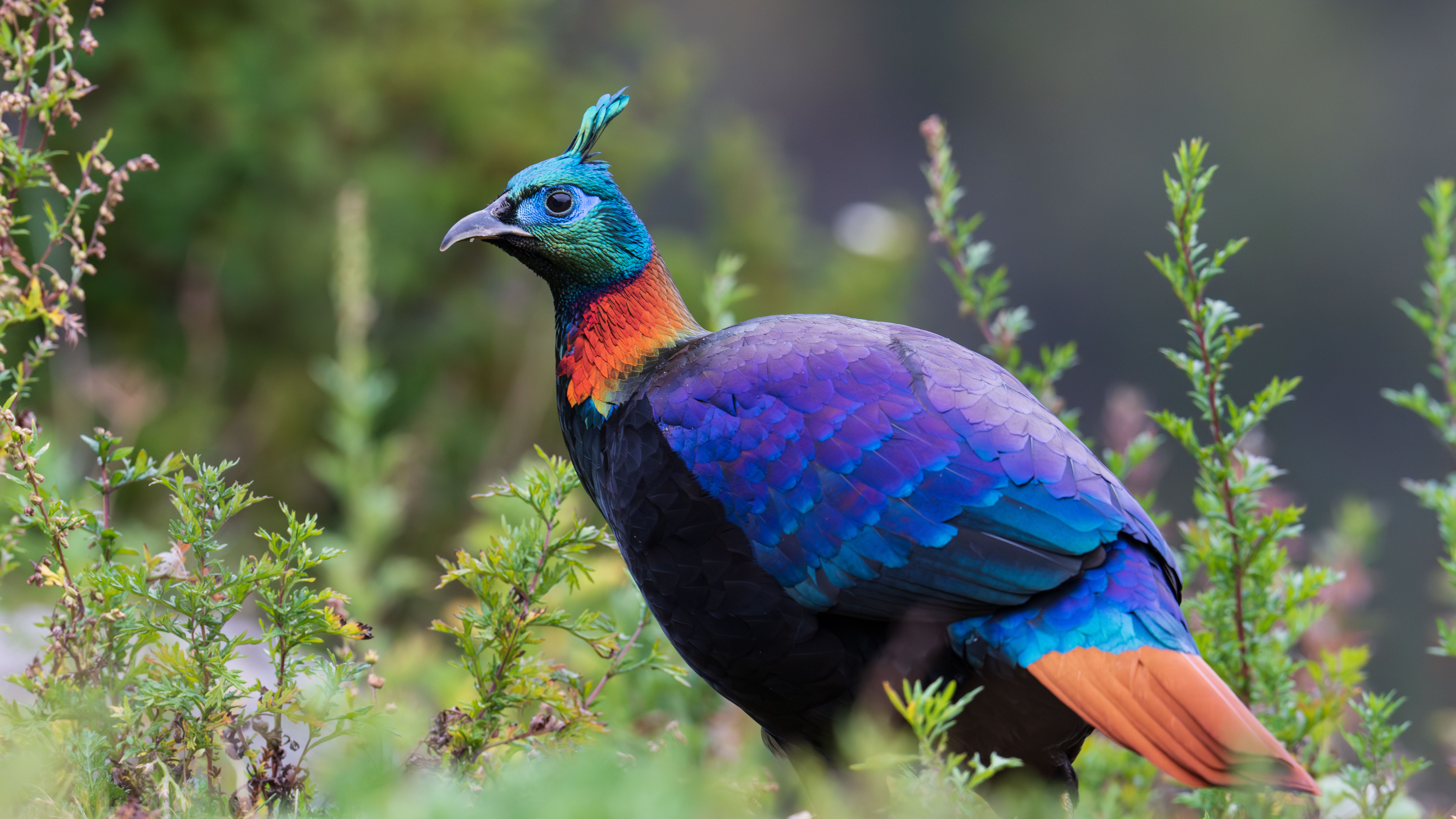 Galliformes at Tibetan Monasteries